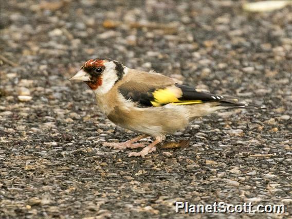 European Goldfinch (Carduelis carduelis)