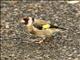 European Goldfinch (Carduelis carduelis)