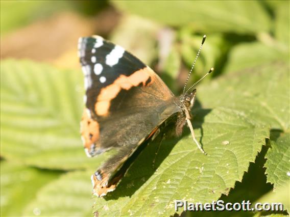 Red Admiral (Vanessa atalanta)