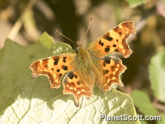 European Comma (Polygonia c-album)