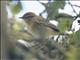 Common Chiffchaff (Phylloscopus collybita)