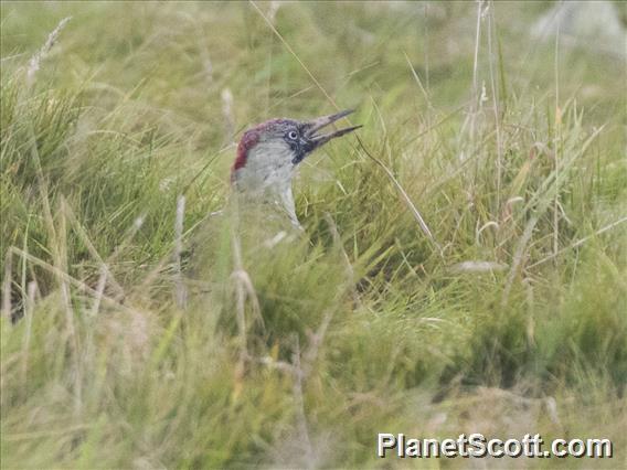 Eurasian Green Woodpecker (Picus viridis)