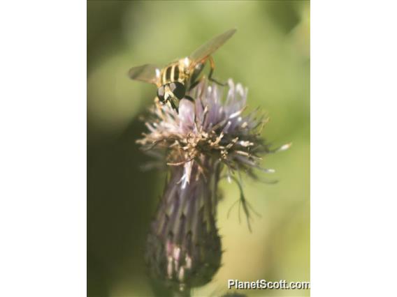 Sun Fly (Helophilus pendulus)