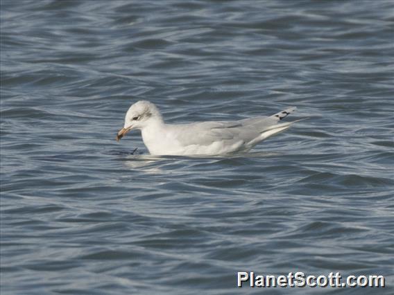 Mediterranean Gull (Ichthyaetus melanocephalus)