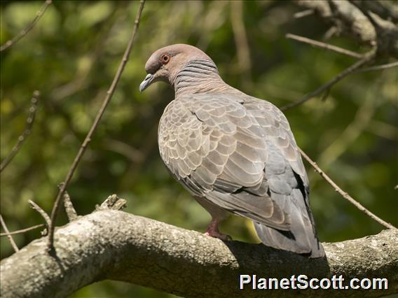 Picazuro Pigeon (Patagioenas picazuro)