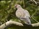 Picazuro Pigeon (Patagioenas picazuro)