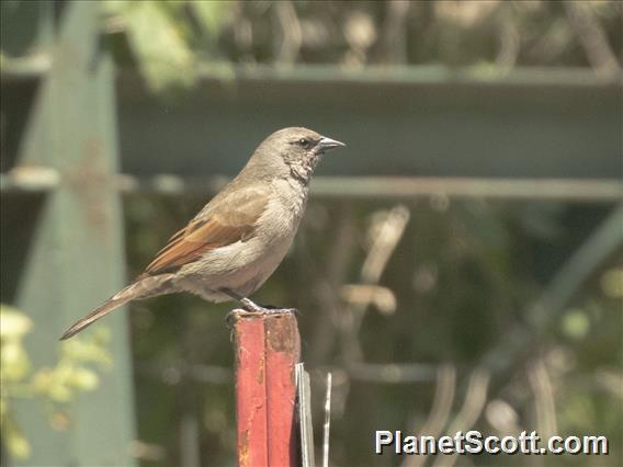 Grayish Baywing (Agelaioides badius)