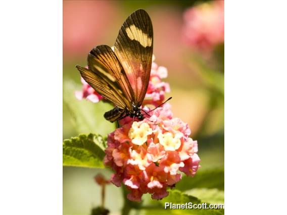 Actinote Butterfly (Actinote sp)