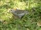 Saffron Finch (Sicalis flaveola) - Female