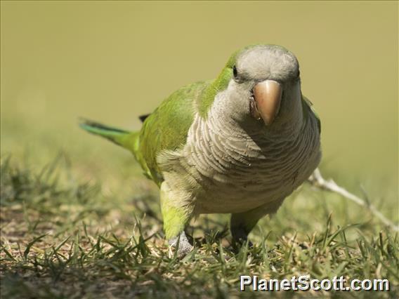 Monk Parakeet (Myiopsitta monachus)