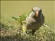 Monk Parakeet (Myiopsitta monachus)