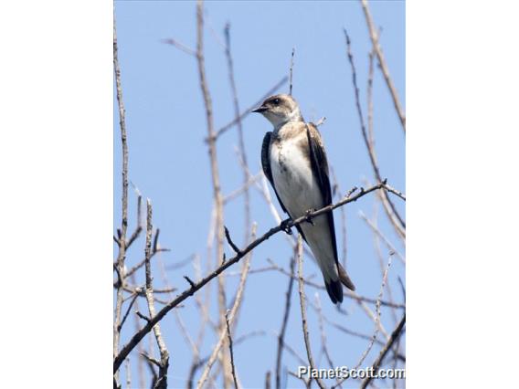 Brown-chested Martin (Progne tapera)