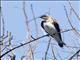 Brown-chested Martin (Progne tapera)