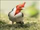 Red-crested Cardinal (Paroaria coronata)