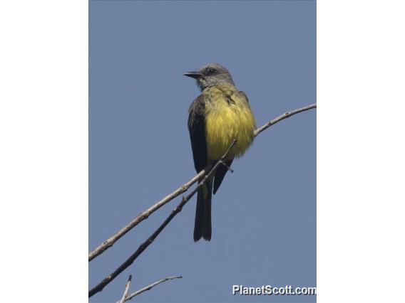 Tropical Kingbird (Tyrannus melancholicus)