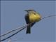 Tropical Kingbird (Tyrannus melancholicus)