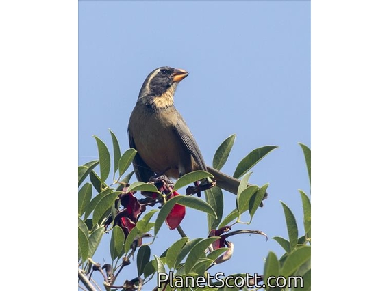 Golden-billed Saltator (Saltator aurantiirostris)