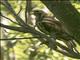 Harriss Hawk (Parabuteo unicinctus)