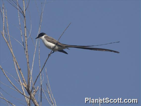 Fork-tailed Flycatcher (Tyrannus savana)