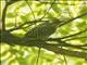 Checkered Woodpecker (Dryobates mixtus)