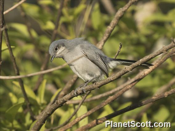 Masked Gnatcatcher (Polioptila dumicola)