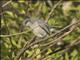 Masked Gnatcatcher (Polioptila dumicola) - Female