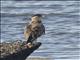 Crested Caracara (Caracara plancus)