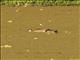 Brazilian Teal (Amazonetta brasiliensis)