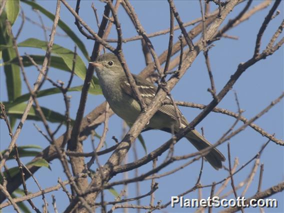 Large Elaenia (Elaenia spectabilis)