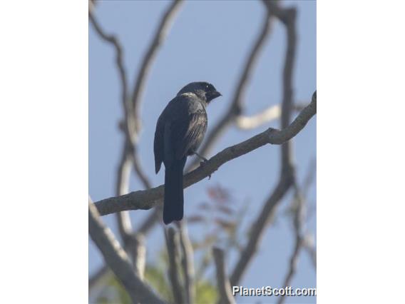 Diademed Tanager (Stephanophorus diadematus)