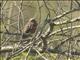 Black-and-rufous Warbling-Finch (Poospiza nigrorufa)