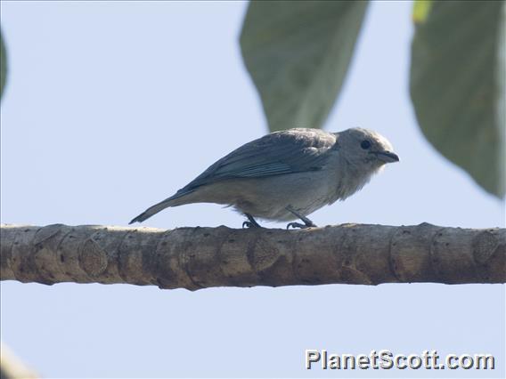 Sayaca Tanager (Thraupis sayaca)