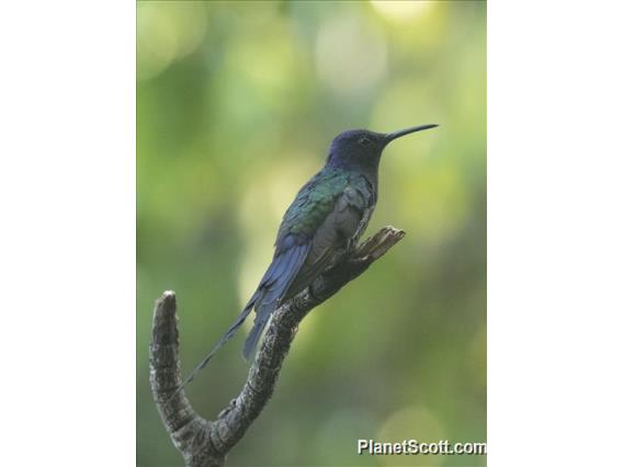 Swallow-tailed Hummingbird (Eupetomena macroura)