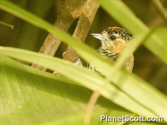 Ochre-collared Piculet (Picumnus temminckii)