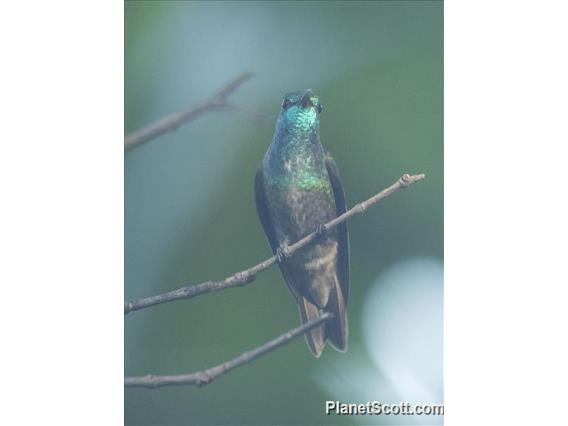 Versicolored Emerald (Chrysuronia versicolor)