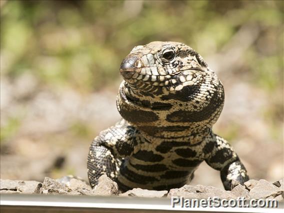 Argentine Black-and-white Tegu (Salvator merianae)