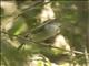 Pearly-vented Tody-Tyrant (Hemitriccus margaritaceiventer)