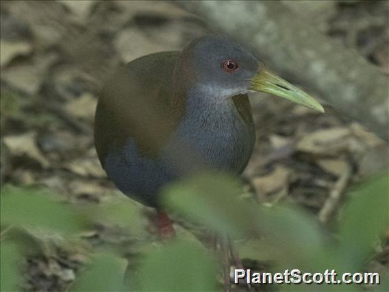 Slaty-breasted Wood-Rail (Aramides saracura)