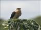 Yellow-headed Caracara (Milvago chimachima)