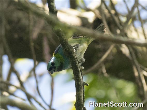 Green-headed Tanager (Tangara seledon)