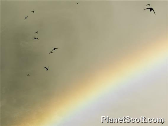 Great Dusky Swift (Cypseloides senex)