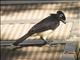 Plush-crested Jay (Cyanocorax chrysops)