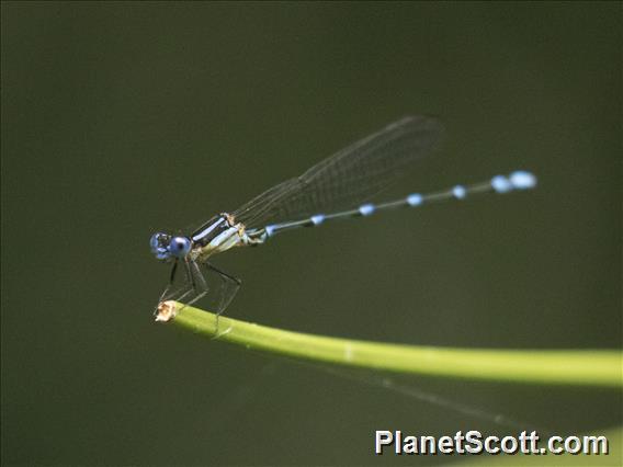 Iguazu Damselfly (Argia sp)