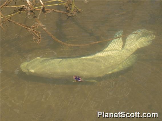 Blue Tilapia (Oreochromis aureus)