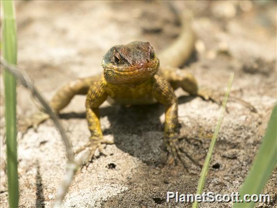 Western Collared Spiny Lizard (Tropidurus catalanensis)