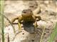 Western Collared Spiny Lizard (Tropidurus catalanensis)