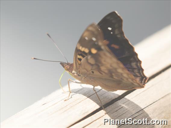 Agathina Emperor (Doxocopa agathina)