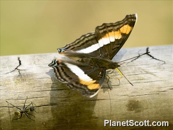 Linda's Emperor (Doxocopa linda)