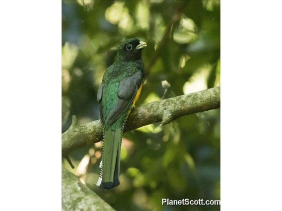 Atlantic Black-throated Trogon (Trogon chrysochloros)