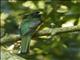 Atlantic Black-throated Trogon (Trogon chrysochloros)